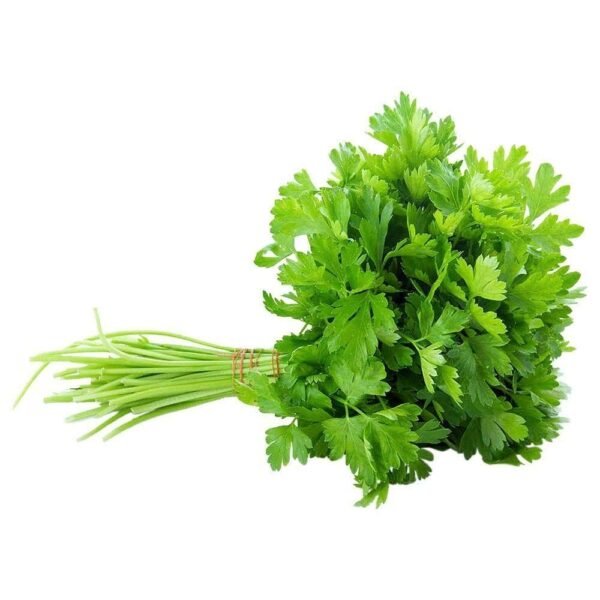 coriander